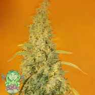 Trichome Jungle Seeds Orange Soda